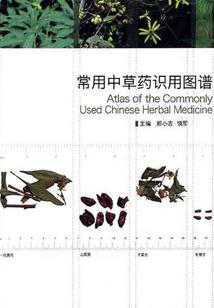极线特工